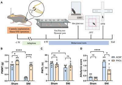 Proanthocyanidins induce analgesic and anxiolytic effects in spared nerve injured mice by decreasing in vivo firing rate of pyramidal cells in the insular cortex